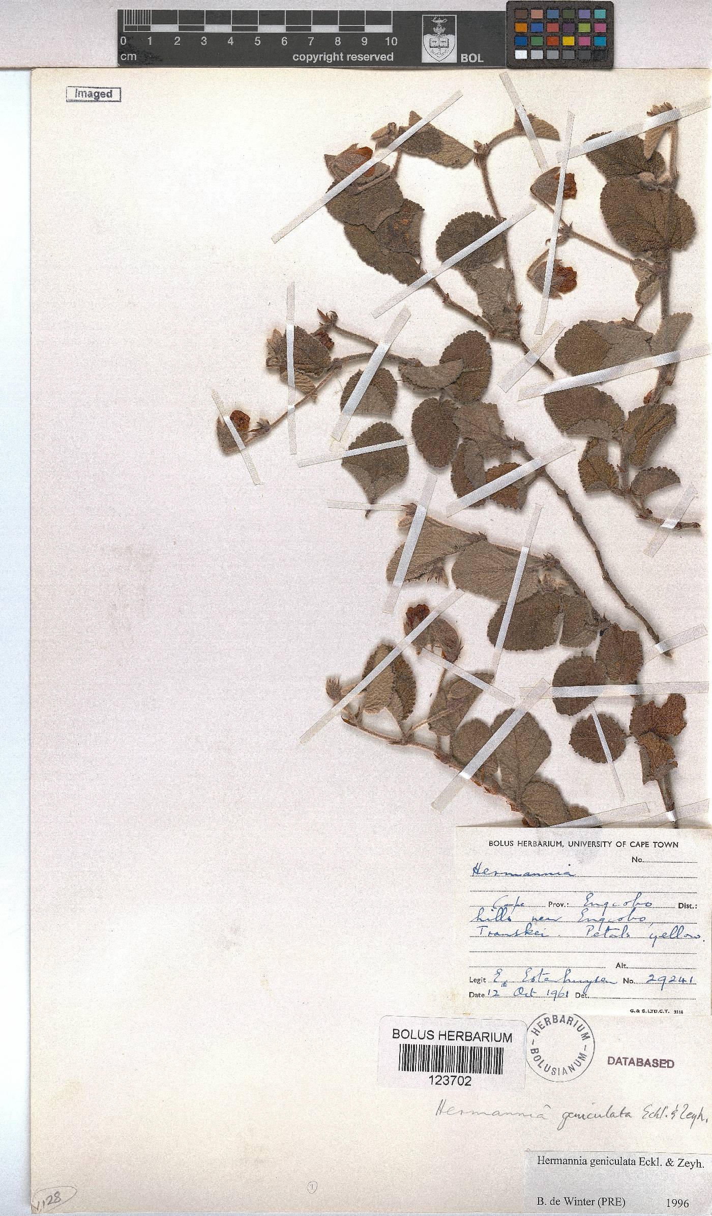 Hermannia geniculata image