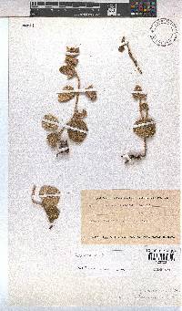 Hermannia geniculata image