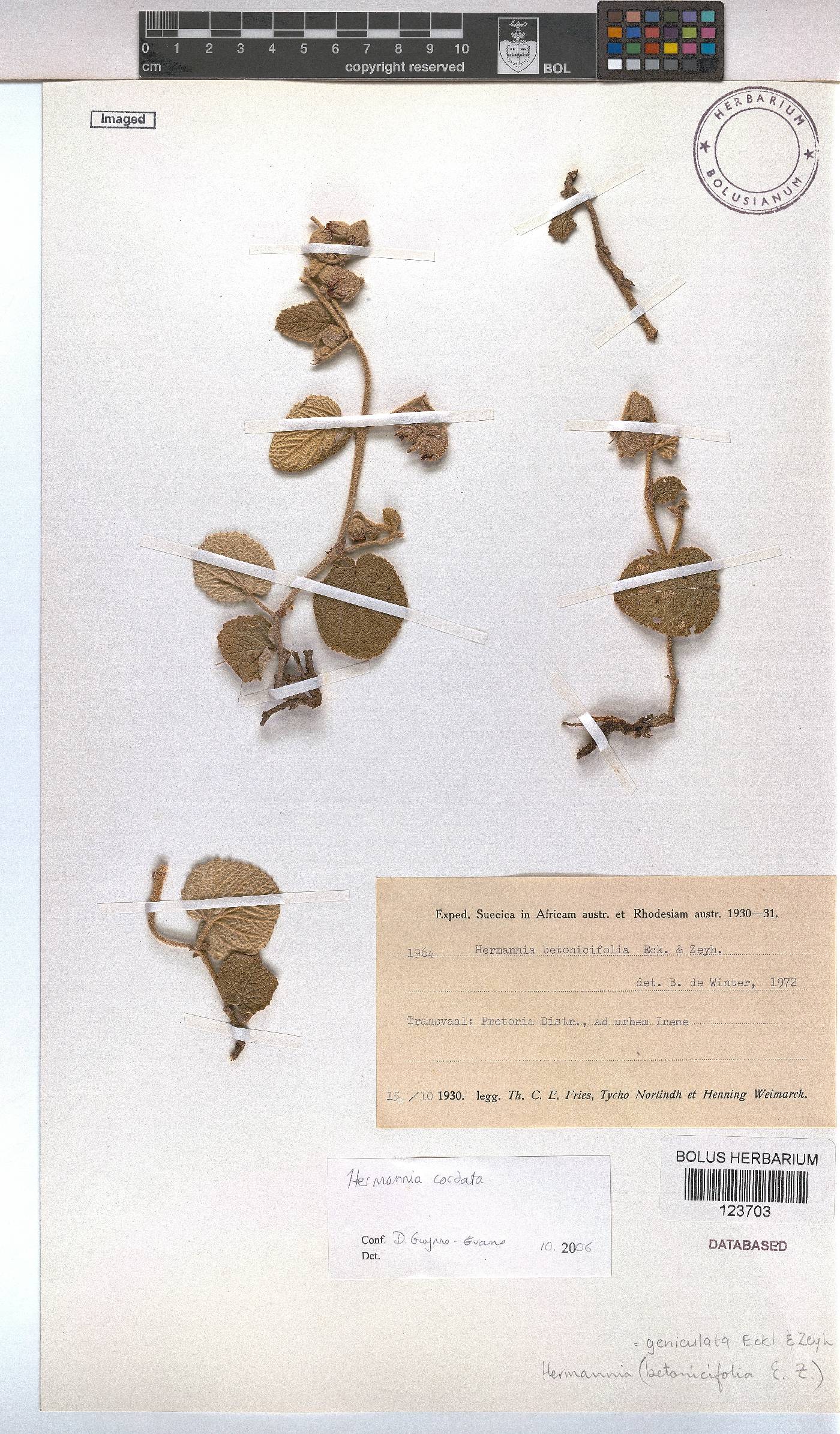 Hermannia geniculata image