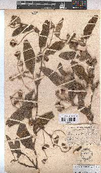 Hermannia geniculata image
