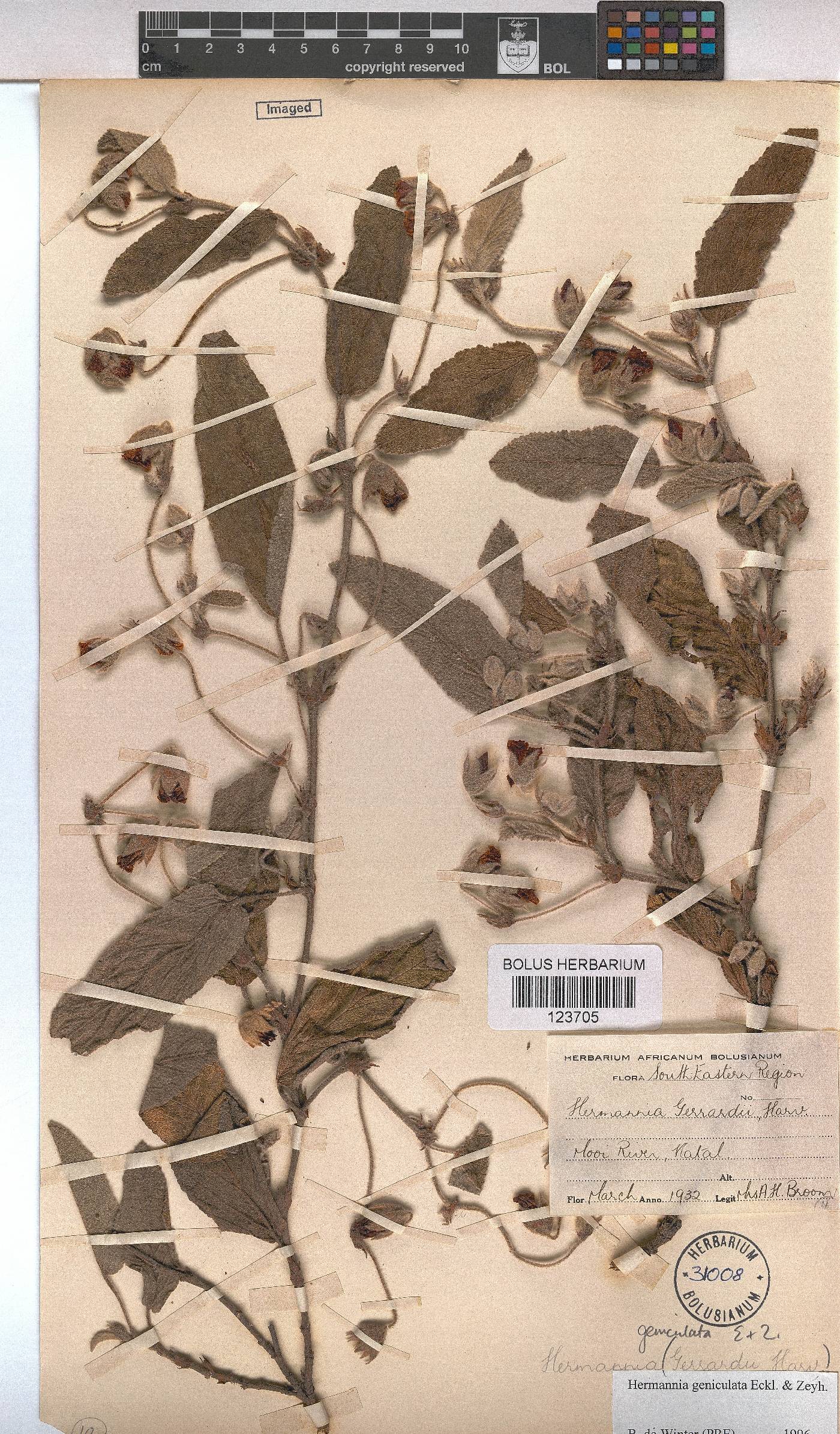 Hermannia geniculata image
