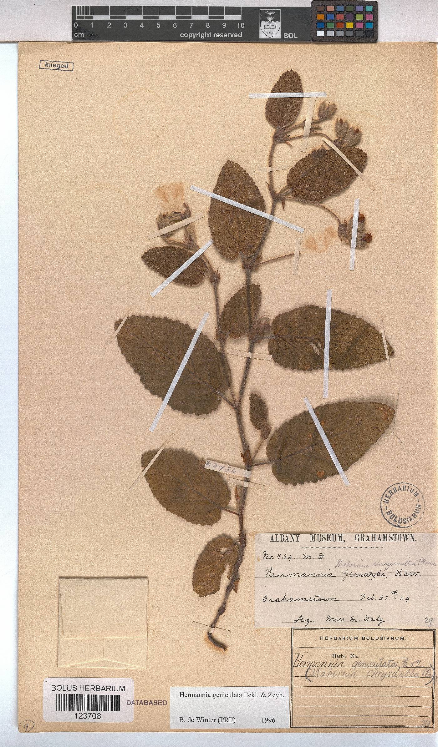 Hermannia geniculata image