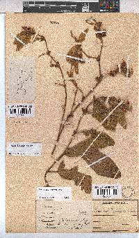 Hermannia gerrardii image