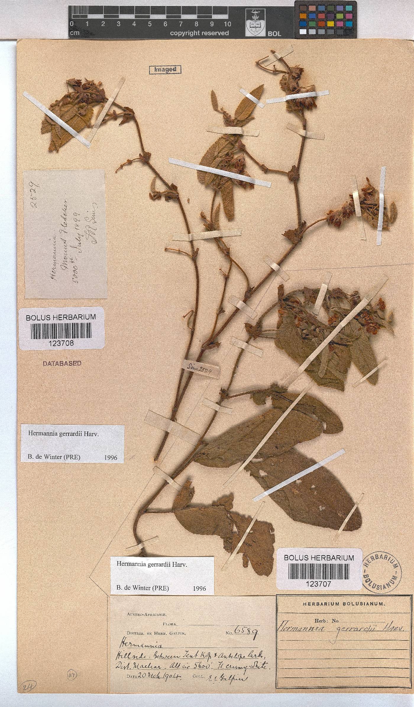 Hermannia gerrardii image