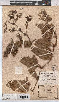 Hermannia gerrardii image