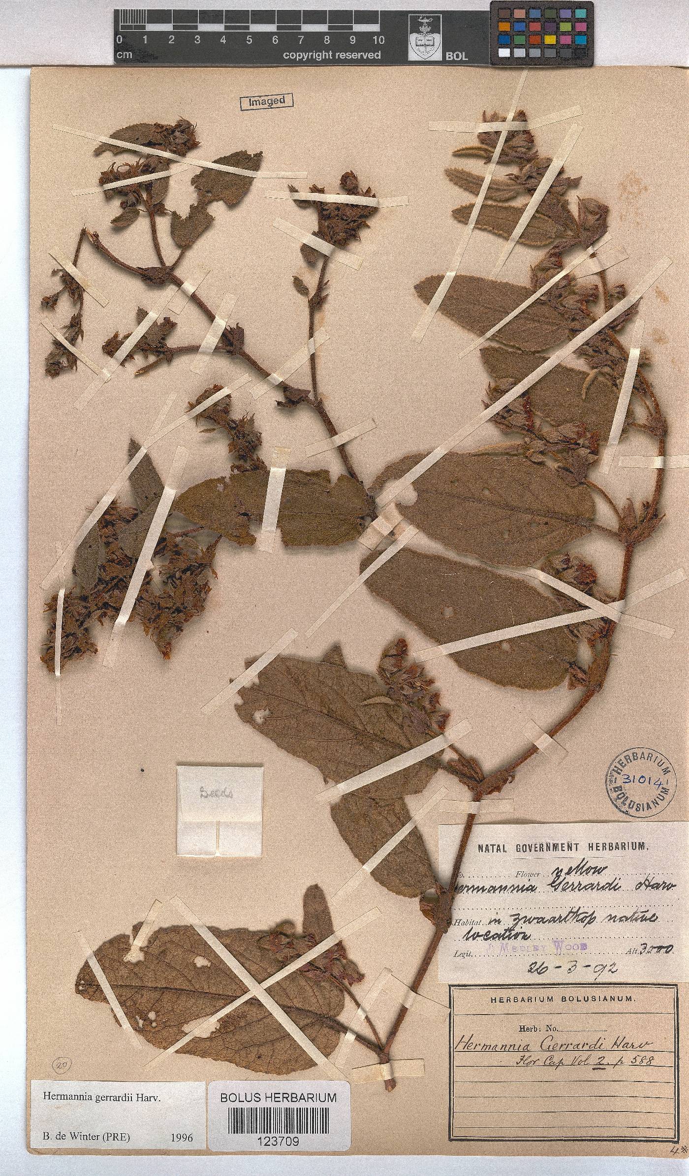 Hermannia gerrardii image