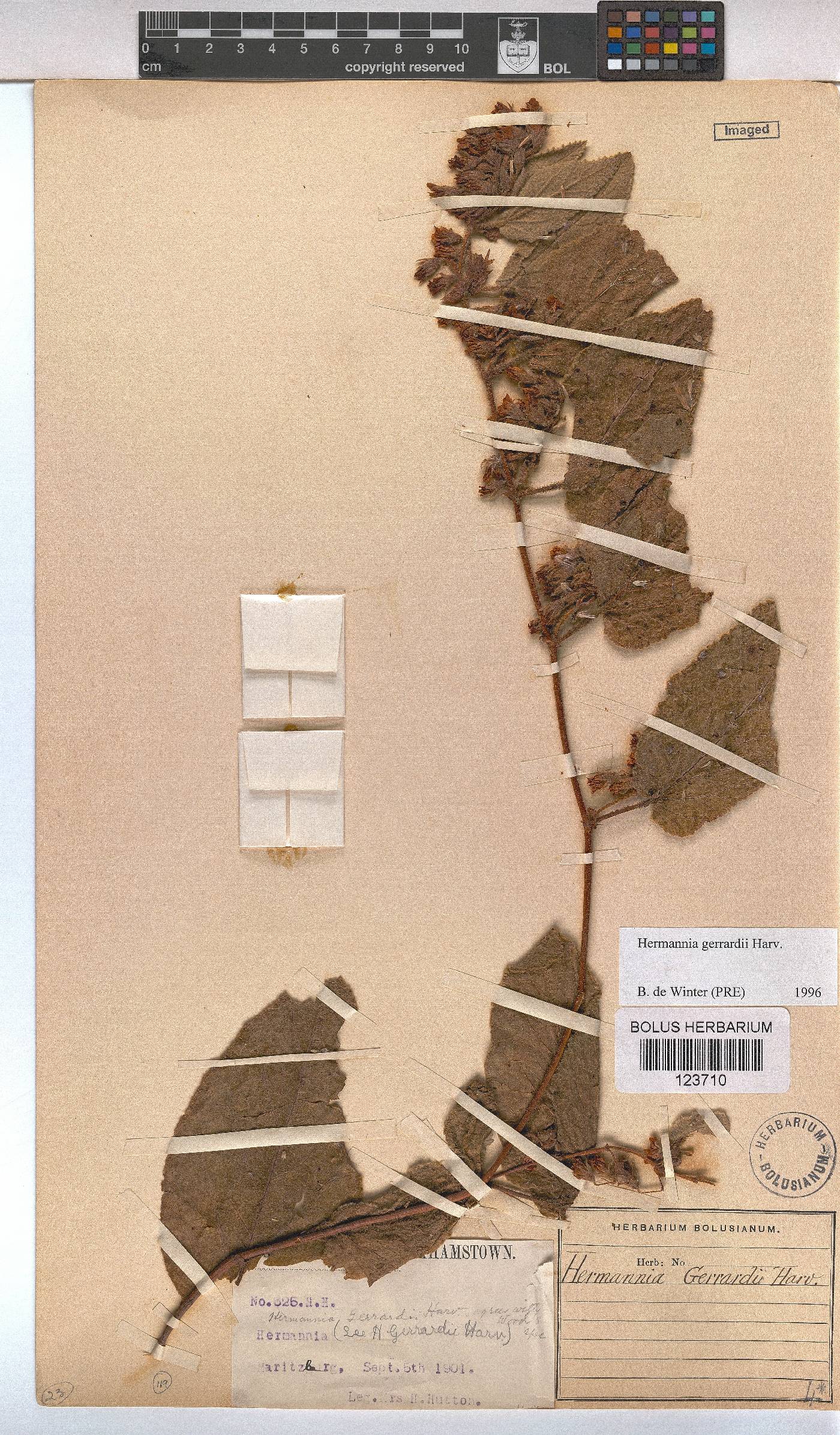 Hermannia gerrardii image