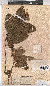 Hermannia gerrardii image