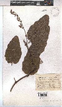 Hermannia gerrardii image