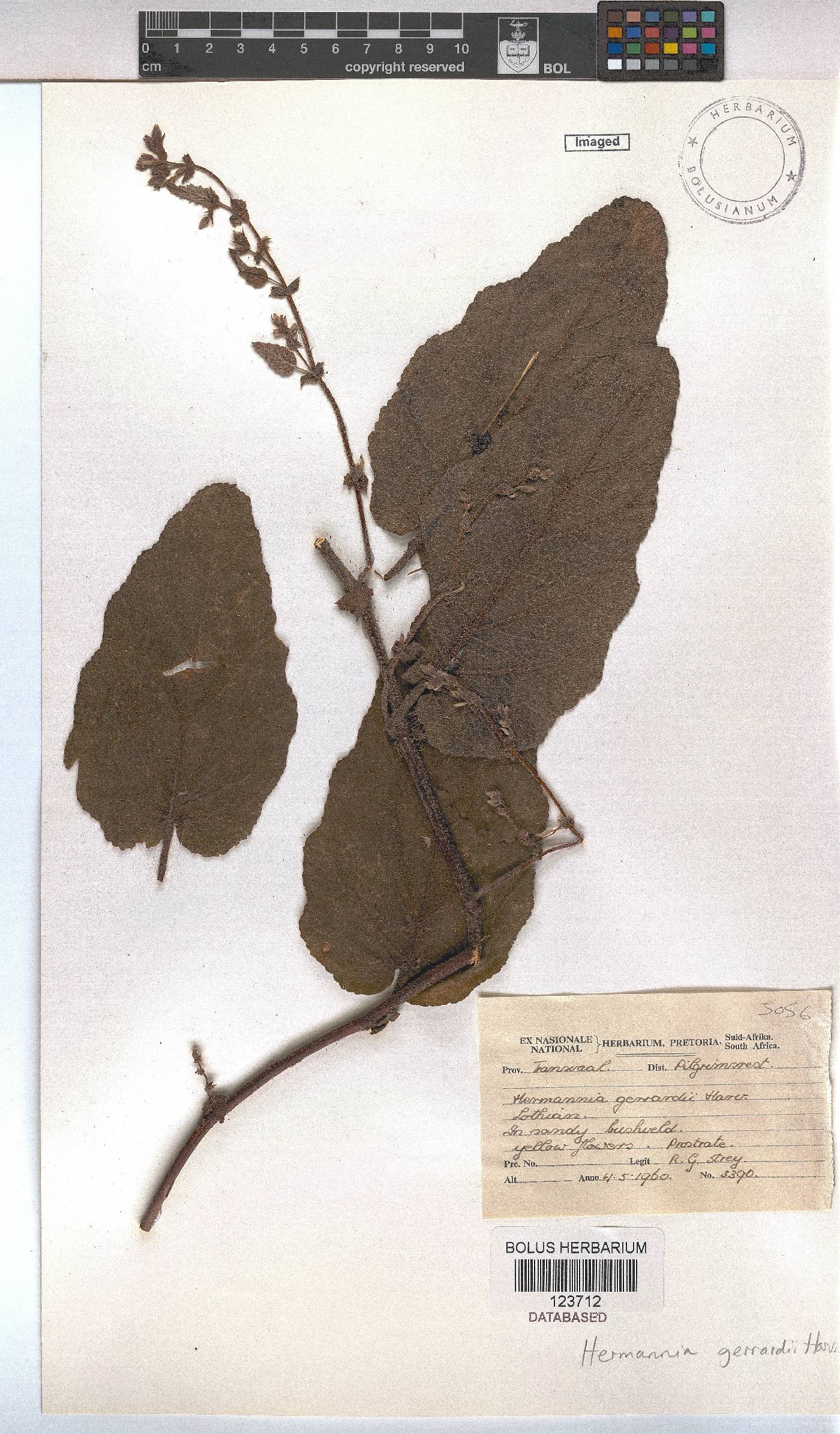 Hermannia gerrardii image
