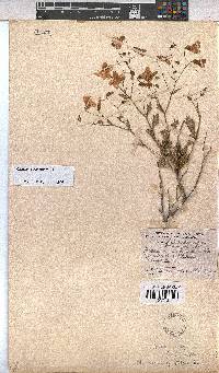 Hermannia grandiflora image