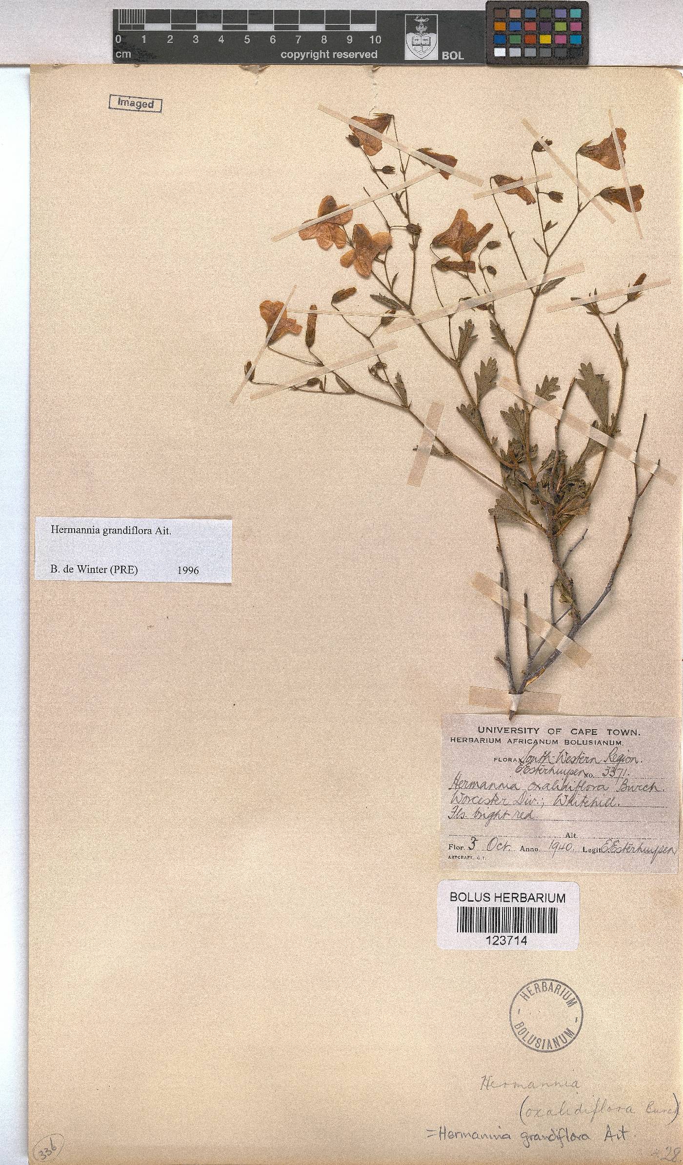 Hermannia grandiflora image