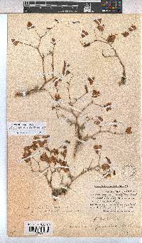 Hermannia grandiflora image