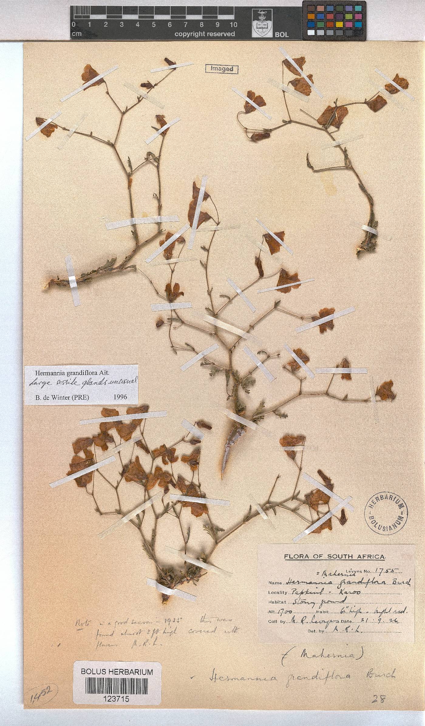 Hermannia grandiflora image