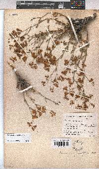 Hermannia grandiflora image