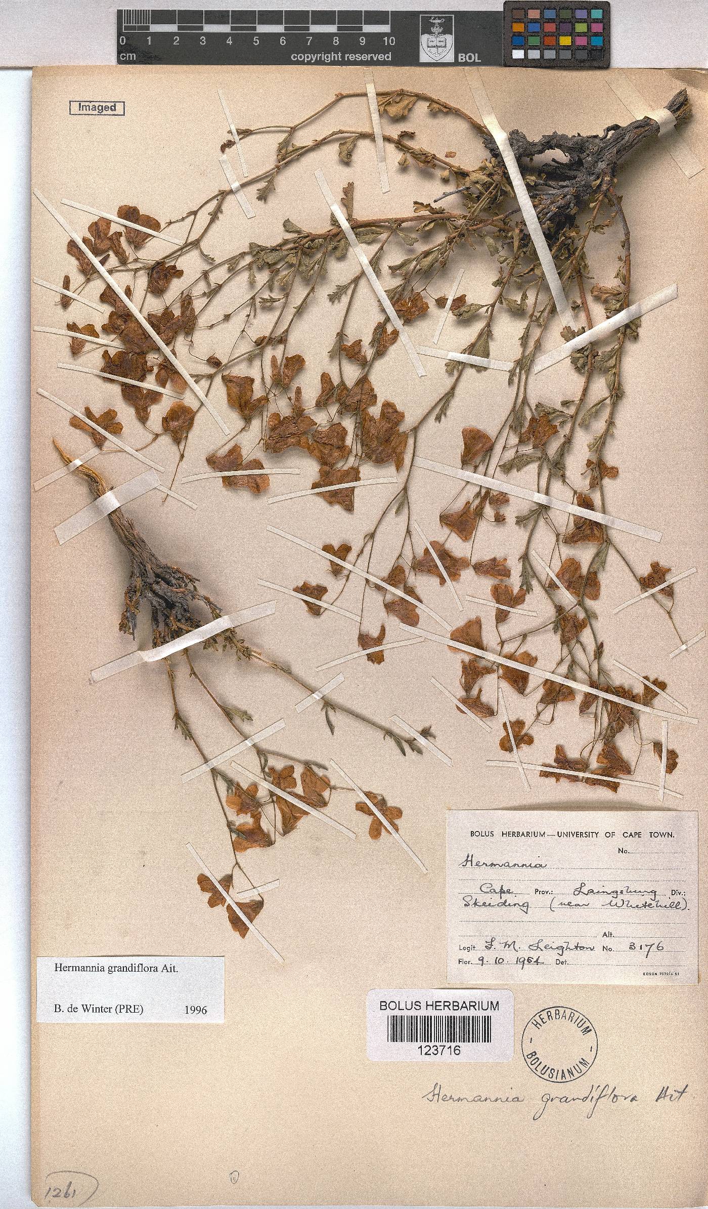 Hermannia grandiflora image