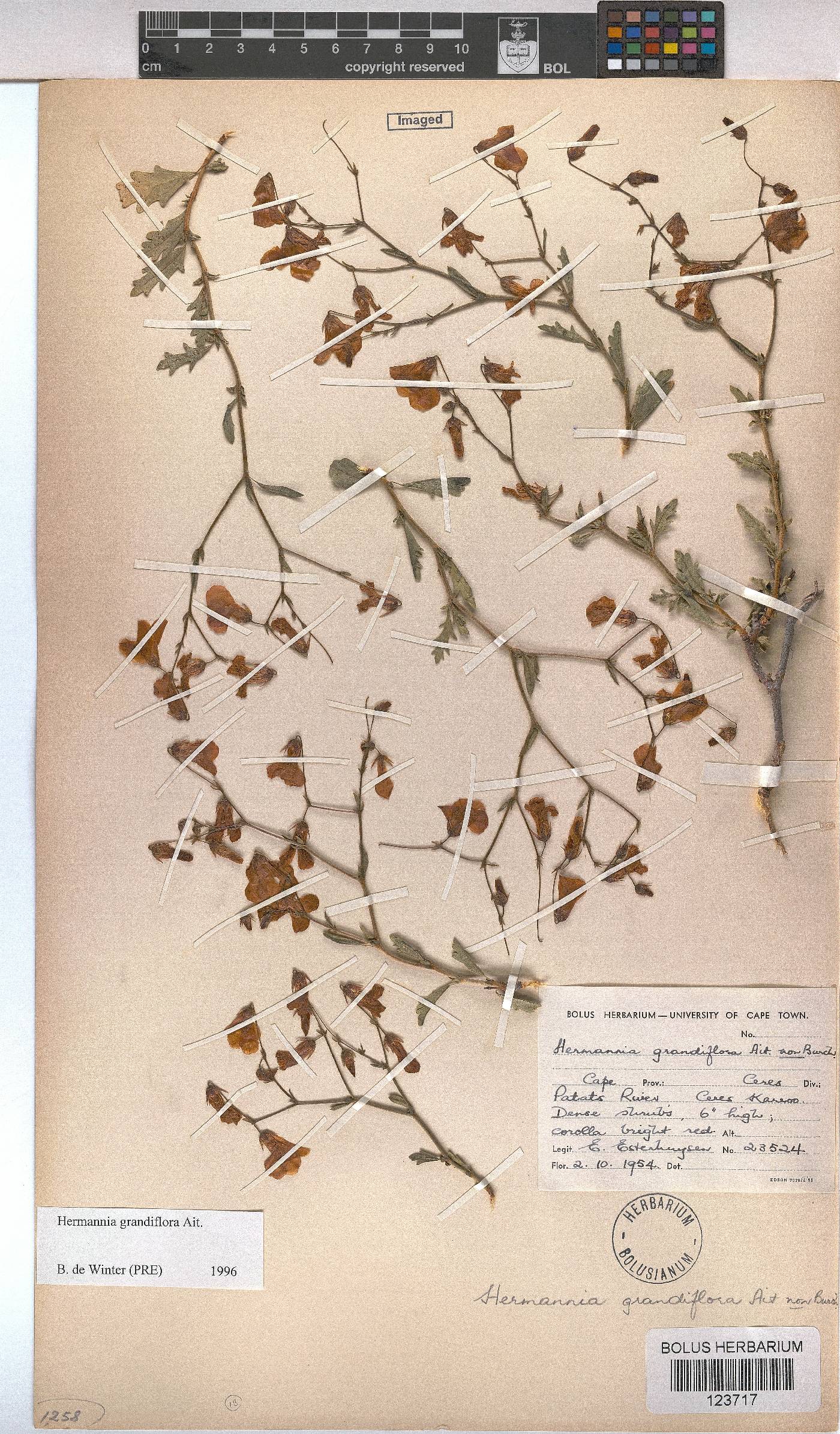 Hermannia grandiflora image