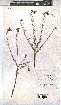 Hermannia grandiflora image