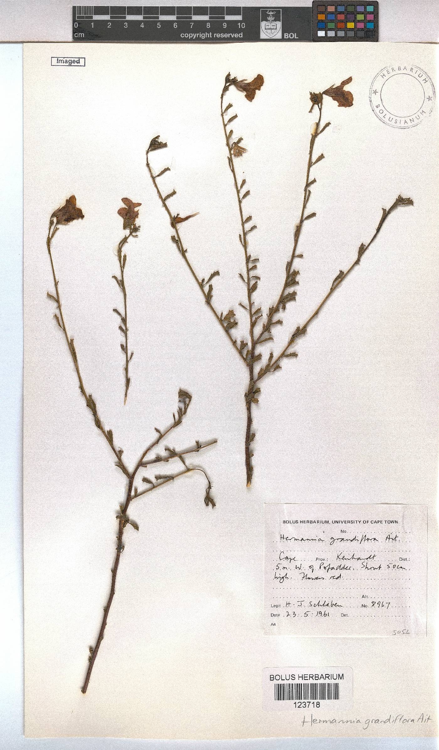 Hermannia grandiflora image
