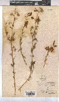 Hermannia grandiflora image