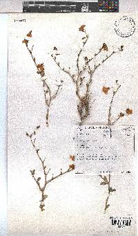 Hermannia grandiflora image
