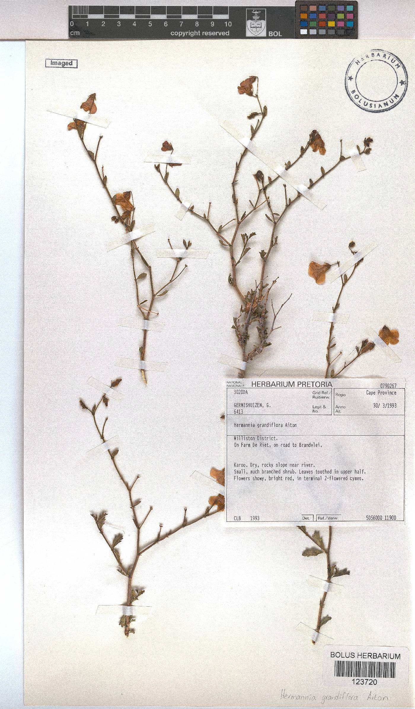 Hermannia grandiflora image