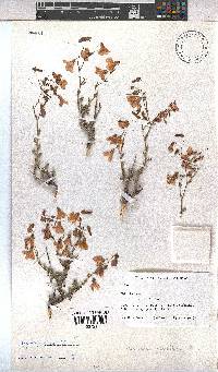 Hermannia grandiflora image