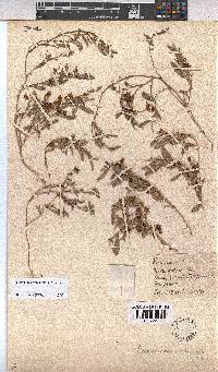 Hermannia brachymalla image