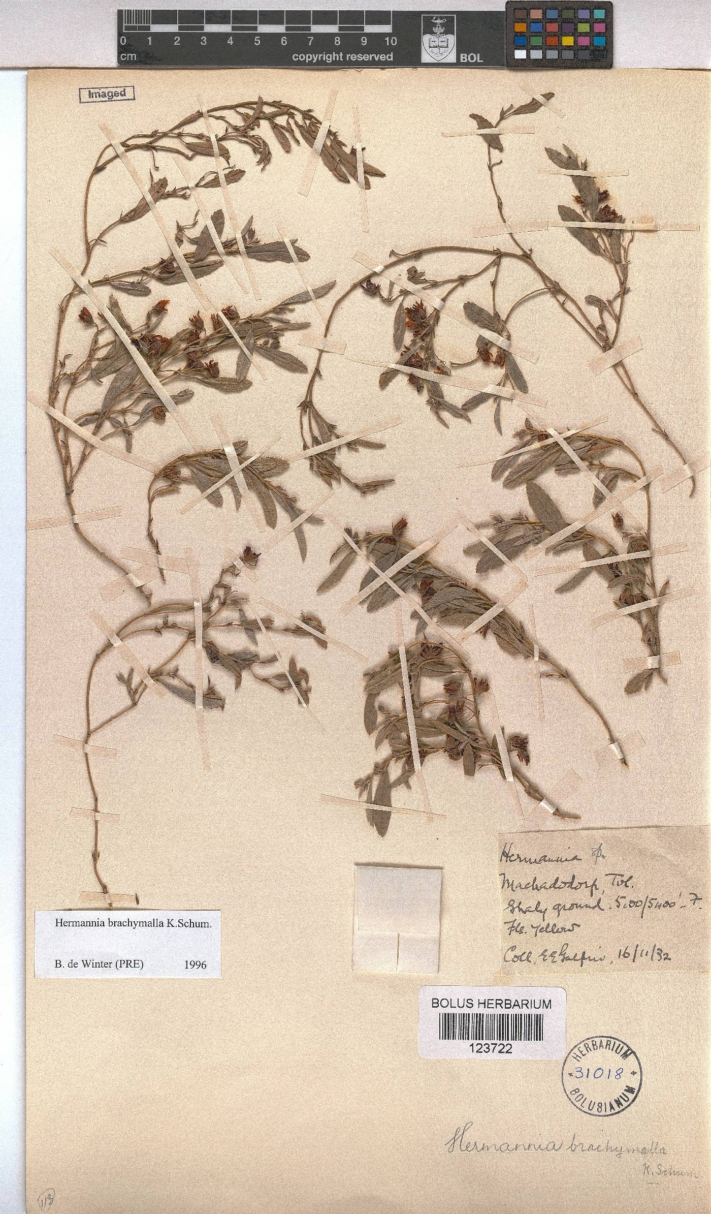 Hermannia brachymalla image