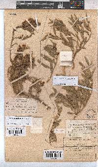 Hermannia brachymalla image
