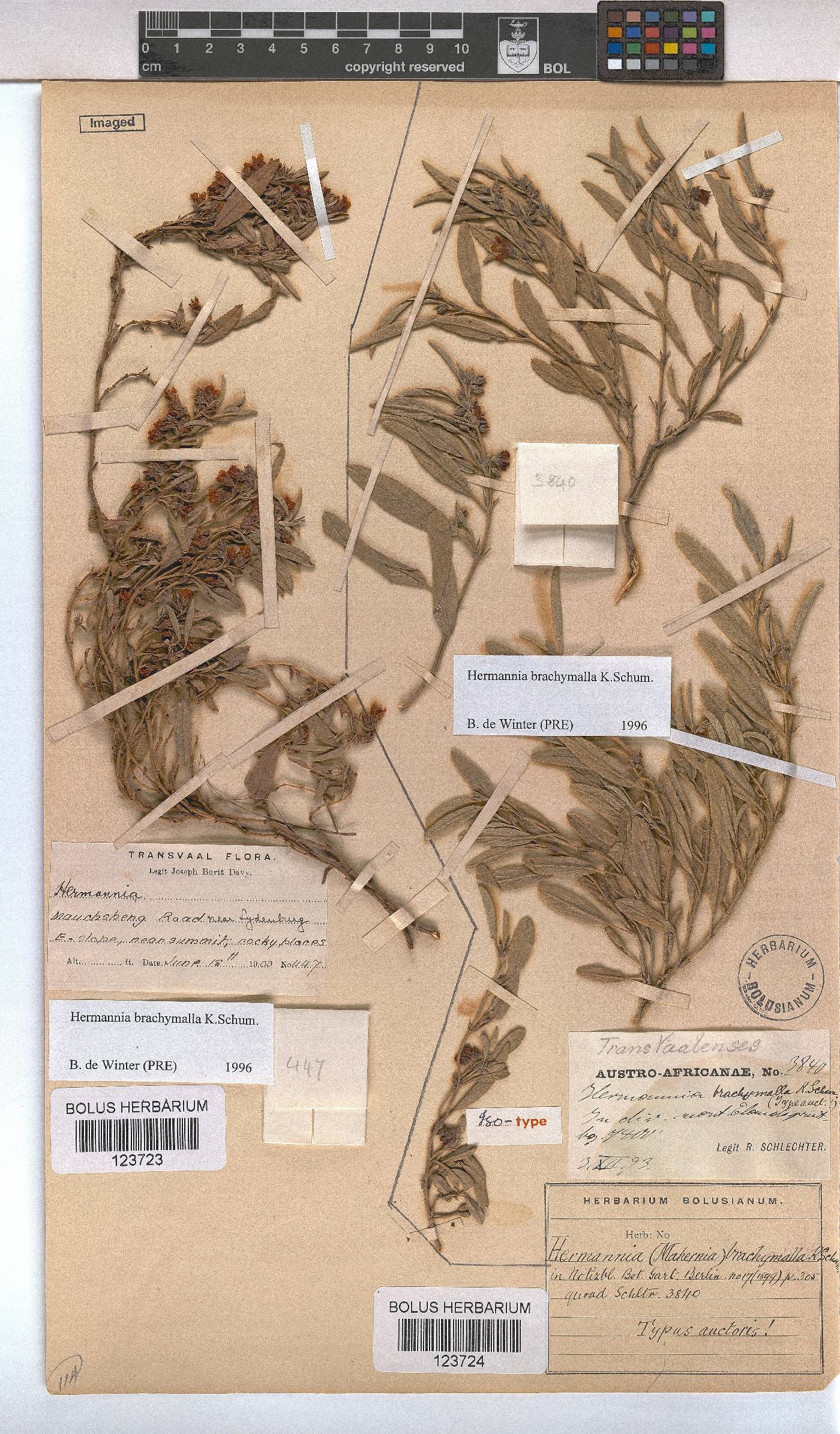 Hermannia brachymalla image