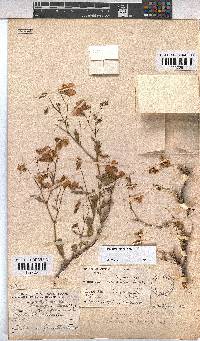 Hermannia grandiflora image