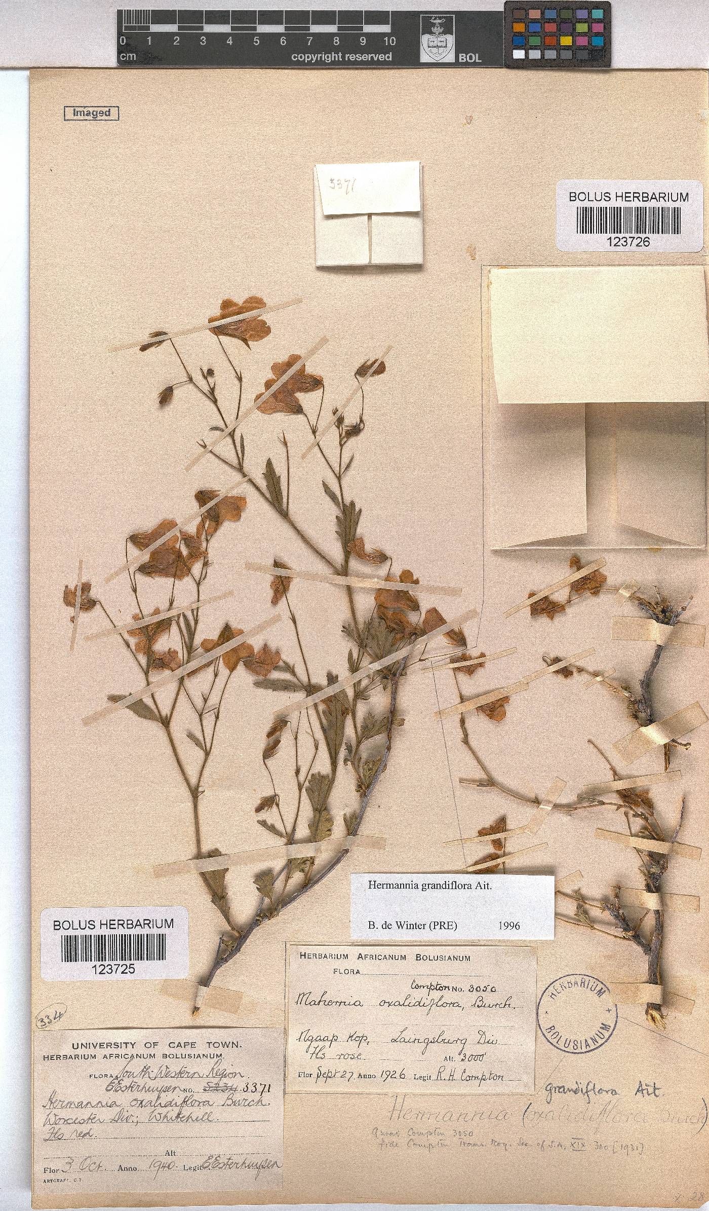 Hermannia grandiflora image