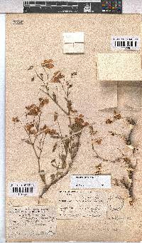 Hermannia grandiflora image