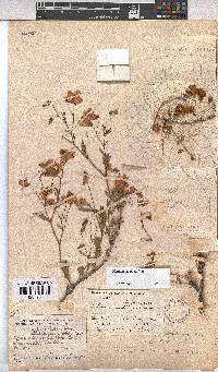 Hermannia grandiflora image