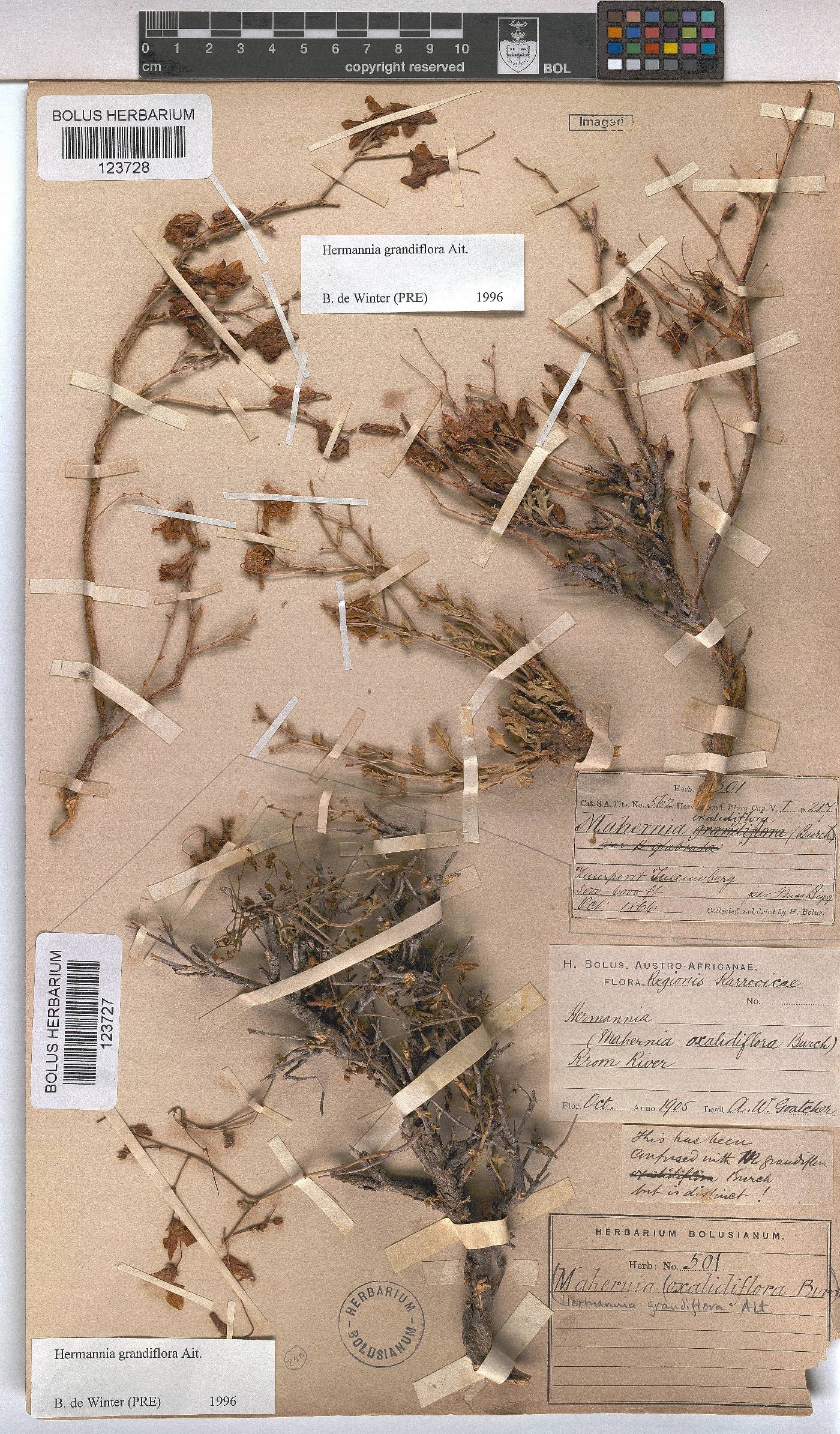 Hermannia grandiflora image