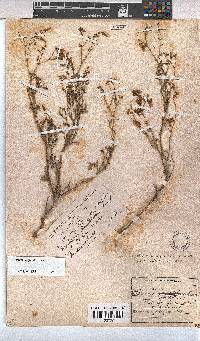 Hermannia grandiflora image