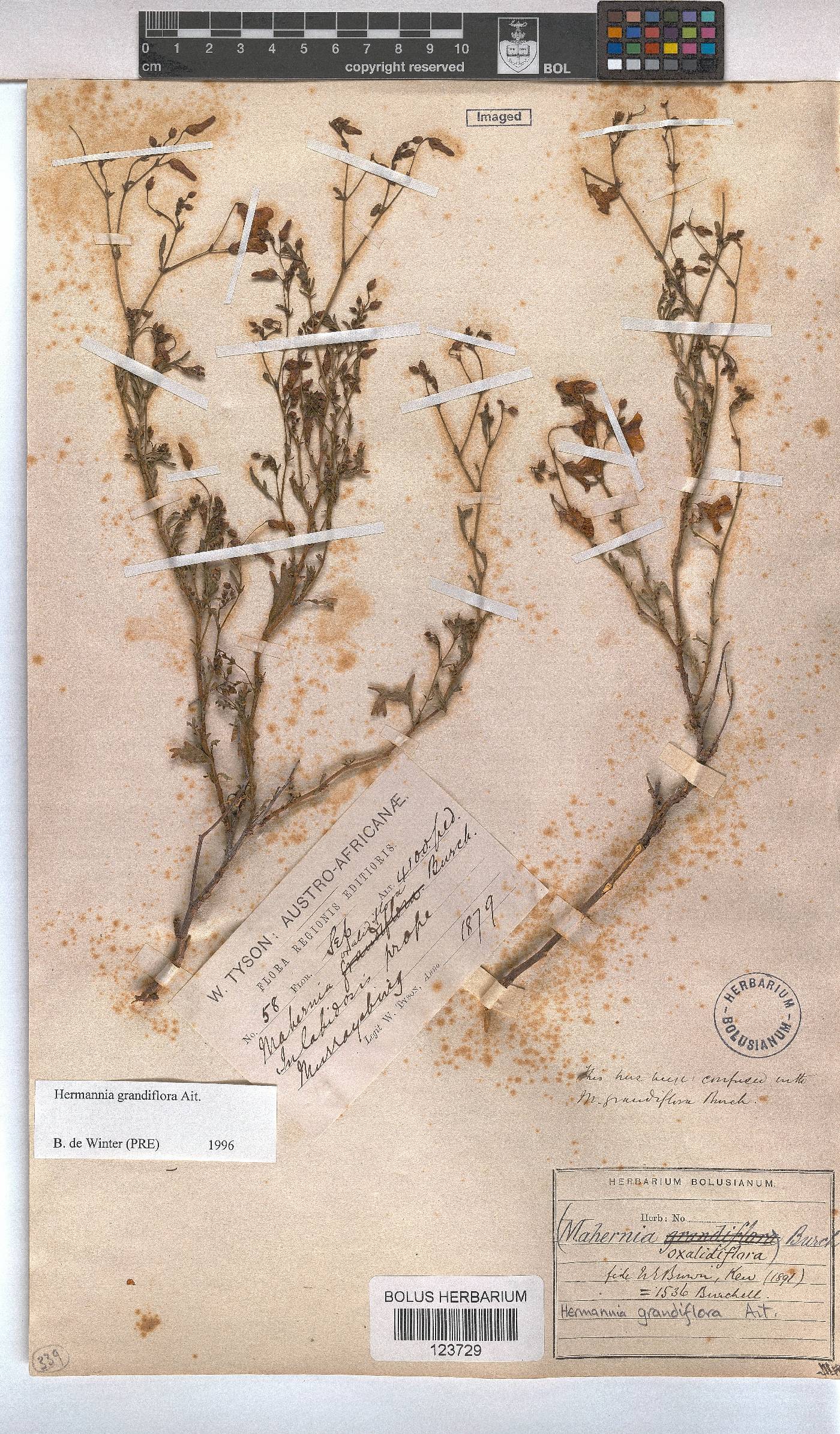 Hermannia grandiflora image