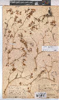 Hermannia grandiflora image