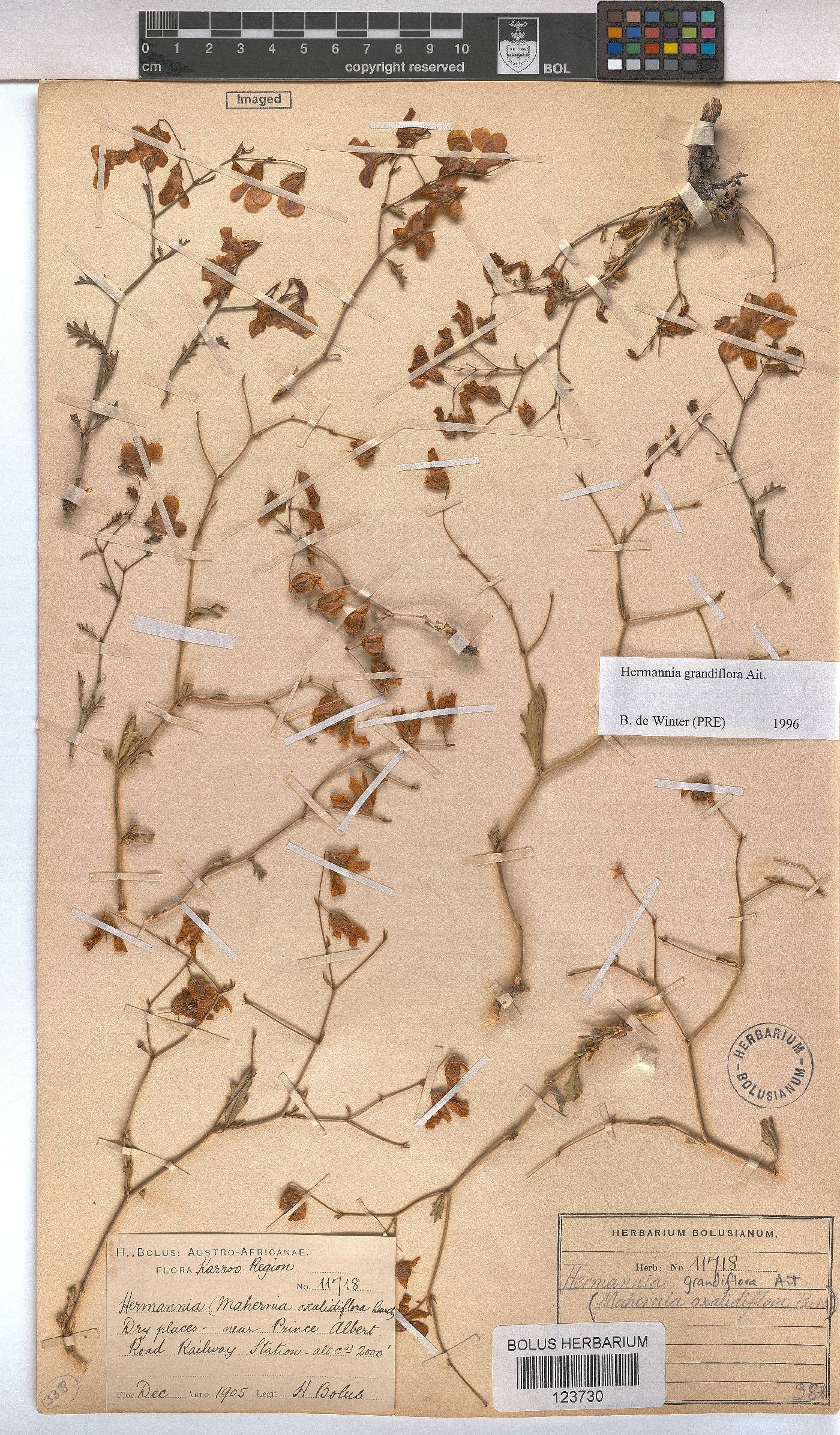 Hermannia grandiflora image
