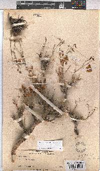 Hermannia grandiflora image