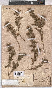 Hermannia grandistipula image
