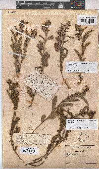 Hermannia grandistipula image