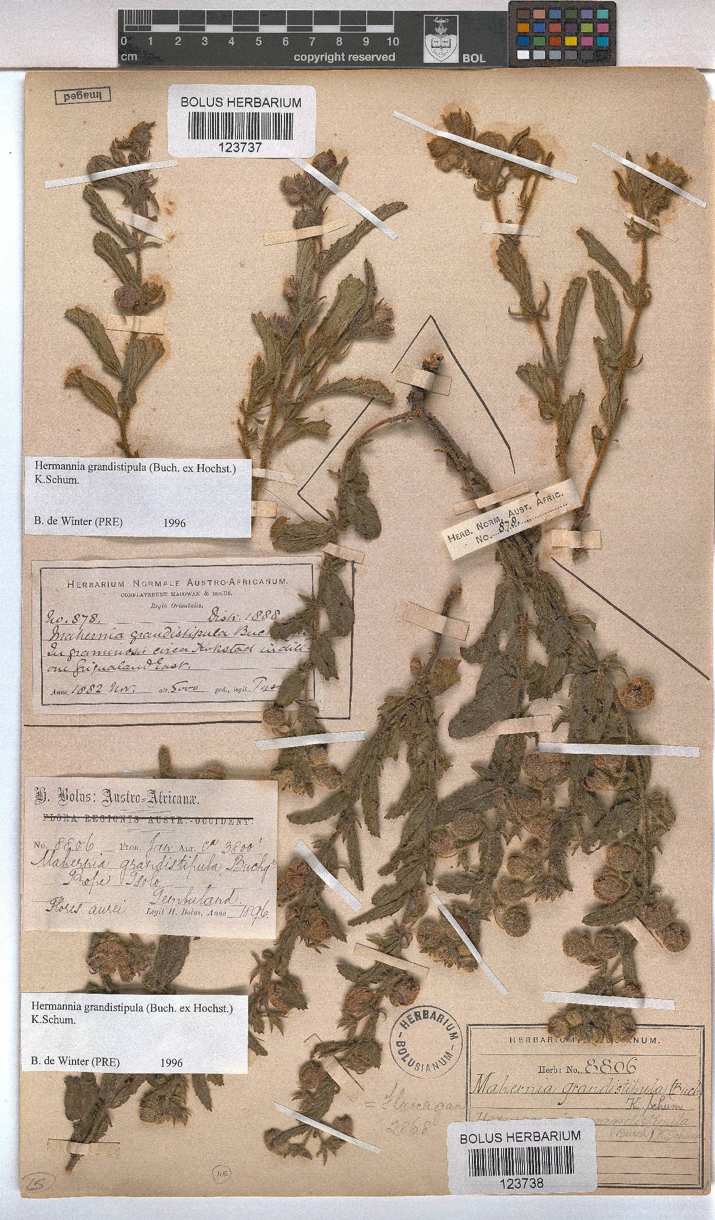 Hermannia grandistipula image