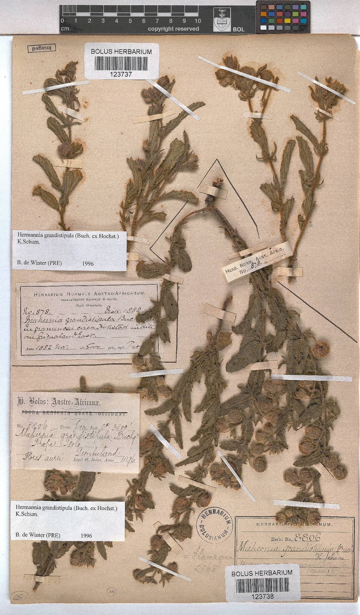 Hermannia grandistipula image