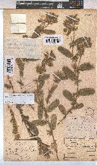 Hermannia grandistipula image