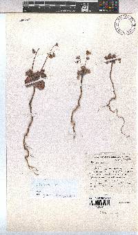 Hermannia pulverata image