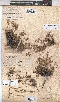 Hermannia pulverata image