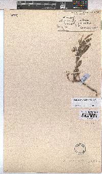 Hermannia oblongifolia image