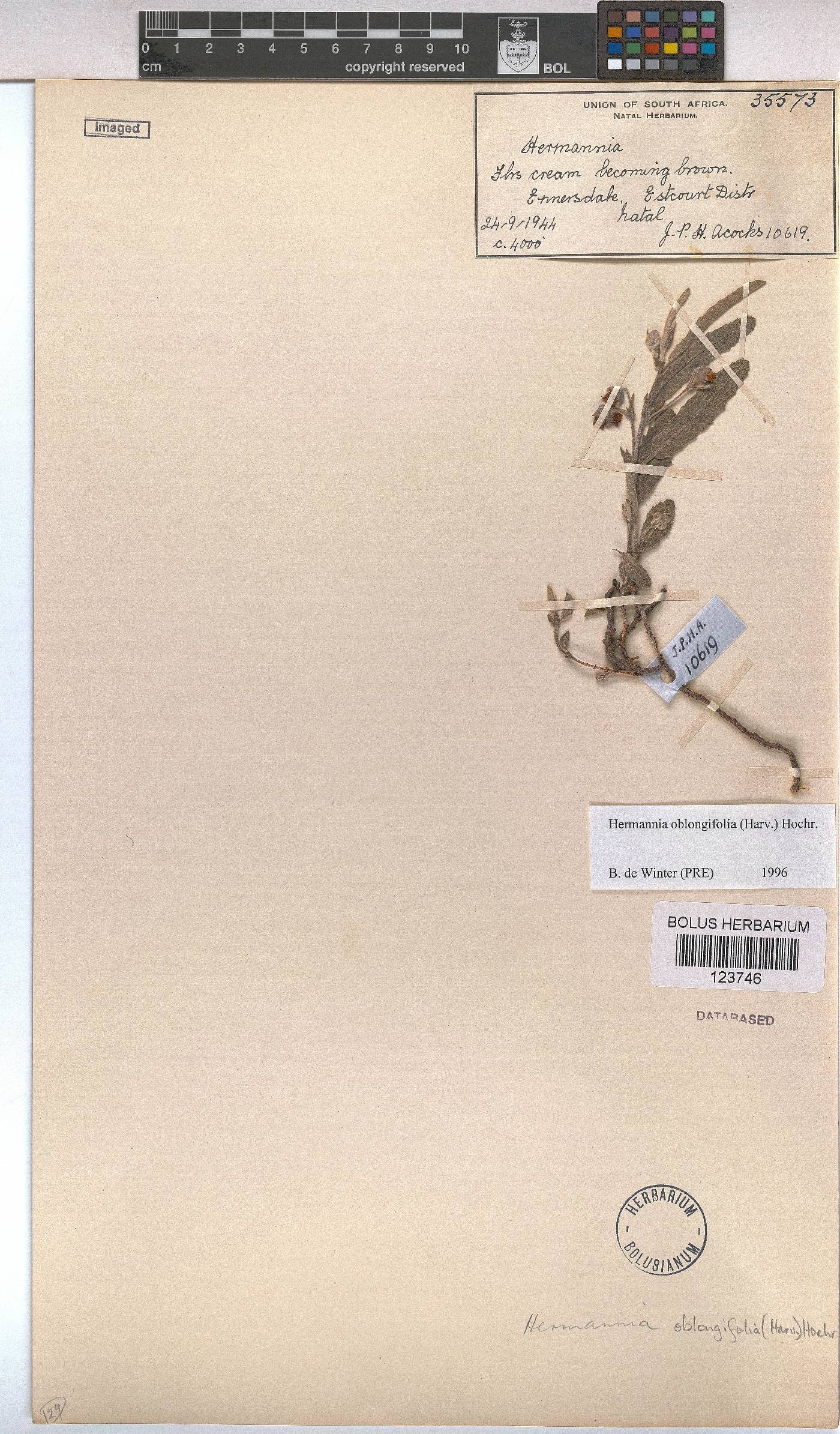 Hermannia oblongifolia image